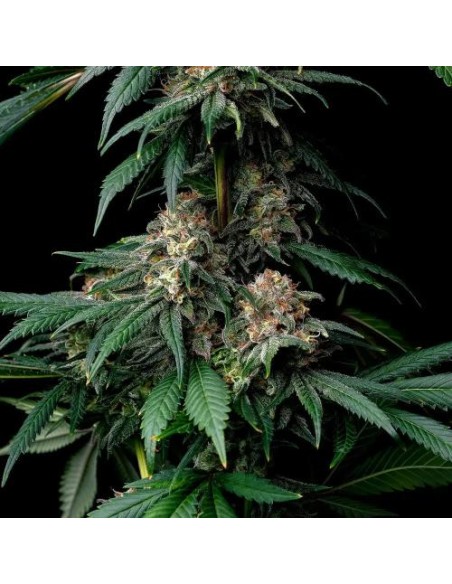 Barney's Farm Mendo Breath 10 Semi Femm