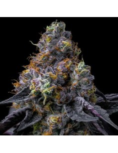 Barney's Farm Rainbow... 2