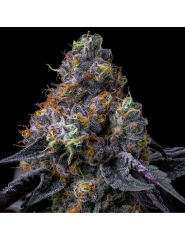 Barney's Farm Rainbow Sherbet 3 Semi Femm