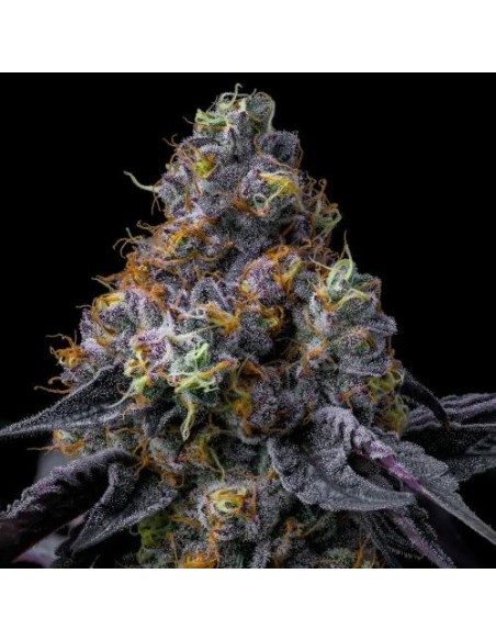 Barney's Farm Rainbow Sherbet 3 Semi Femm