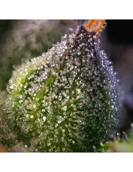 Barney's Farm Rainbow Sherbet 5 Semi Femm