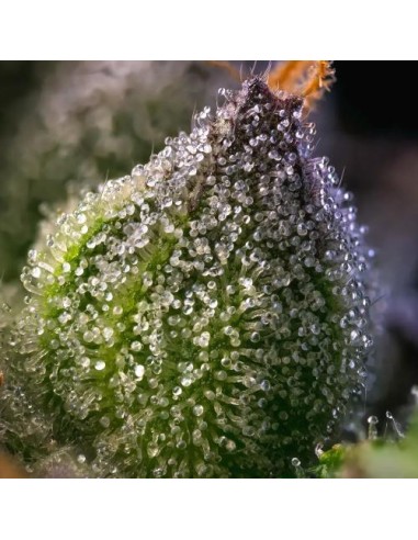 Barney's Farm Rainbow Sherbet 10 Semi Femm