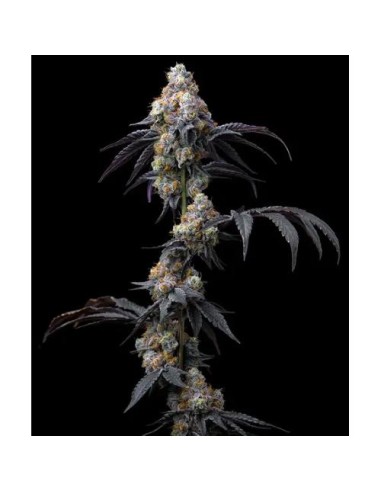 Barney's Farm Rainbow Sherbet 10 Semi Femm