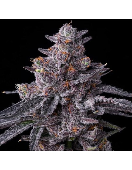 Barney's Farm Zillions Strain 3 Semi Femm