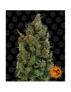 Barney's Farm Blue Cheese...