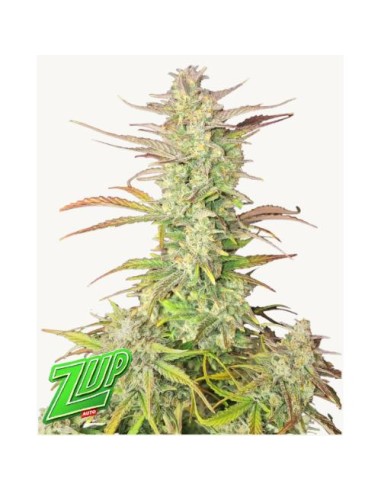 Fast Buds Z-Up Auto 10 Semi