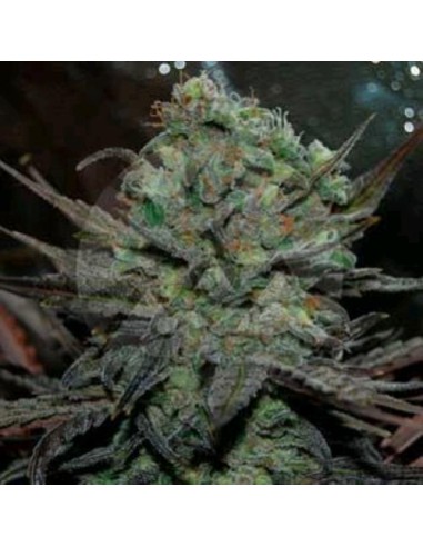 Delicious Seeds Eleven Roses Auto 10 Semi