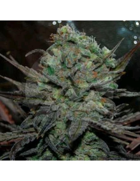 Delicious Seeds Eleven Roses Auto 10 Semi