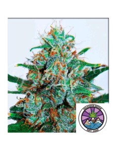 Delicious Seeds Critical...