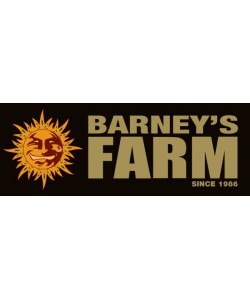 Barney's Farm Super Boof 3 Semi Femminizzati 2