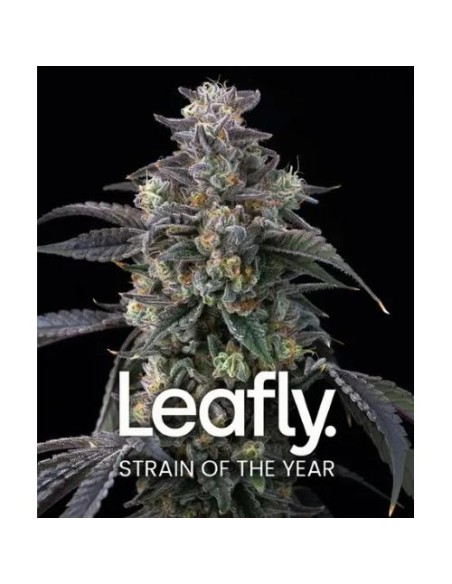 Barney's Farm Super Boof 3 Semi Femminizzati