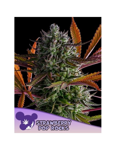 Anesia Seeds Strawberry Pop Rock Femm 25 Semi