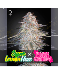 Green House Seeds Super Lemon Haze x Pink Candy: aroma  di zucchero filato, genetica nuova, qualità top.