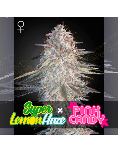 Green House Seeds Super Lemon Haze x Pink Candy: aroma  di zucchero filato, genetica nuova, qualità top.
