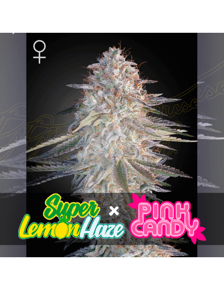 Green House Seeds Super Lemon Haze x Pink Candy: aroma  di zucchero filato, genetica nuova, qualità top.