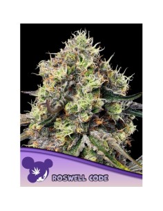 Anesia Seeds Roswell Code...