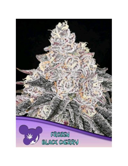 Anesia Seeds Frozen Black Cherry Femm 10 Semi