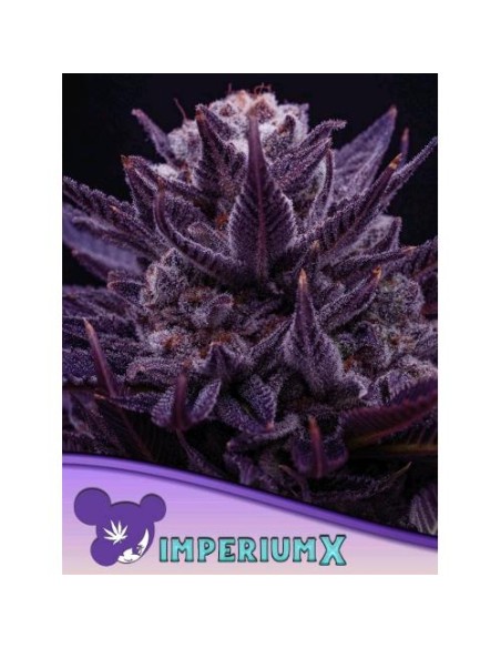 Anesia Seeds Imperium X Femm 10 Semi