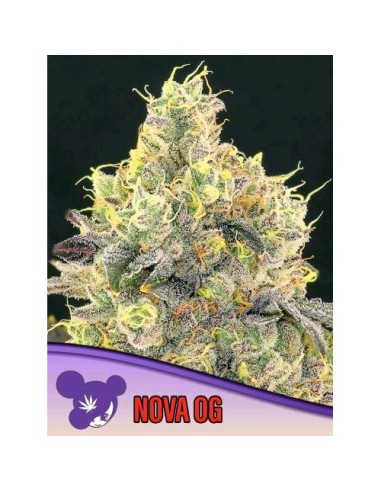Anesia Seeds Nova Og Femm 10 Semi