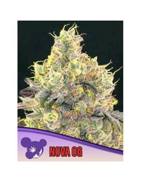 Anesia Seeds Nova Og Femm 10 Semi
