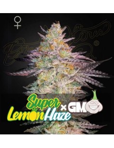 Green House Seeds Super Lemon Haze x GMO: 1 seme premium, genetica potente, aroma agrumato e resa elevata