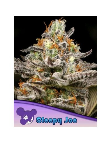 Anesia Seeds Sleepy Joe Femm 10 Semi