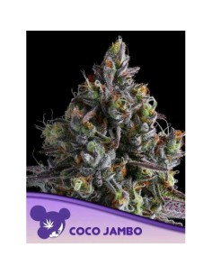 Anesia Seeds Coco Jambo...