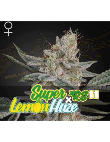 Seme femminizzato Green House Seeds Super Lemon Haze x RS11: genetica premium, aroma agrumato, alta resa.