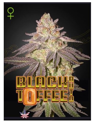Green House Seeds Black Toffee 3 semi: genetica premium, aroma intenso, qualità top per collezionisti.