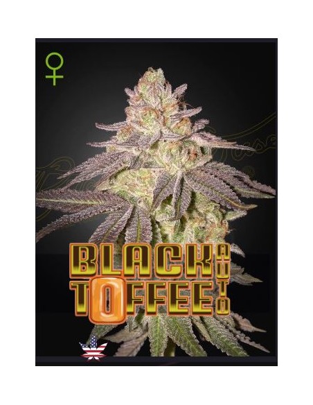 Green House Seeds Black Toffee 3 semi: genetica premium, aroma intenso, qualità top per collezionisti.