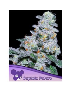 Anesia Seeds Captain Future...