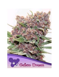 Anesia Seeds Gelato Dream...