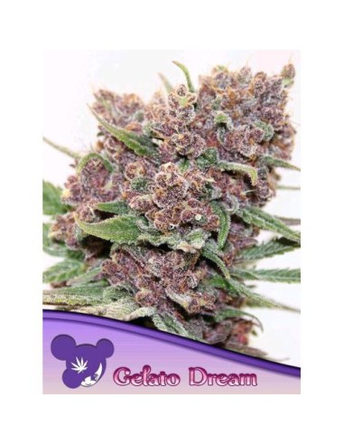 Anesia Seeds Gelato Dream Femm 25 Semi