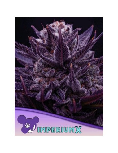 Anesia Seeds Imperium X Femm 25 Semi