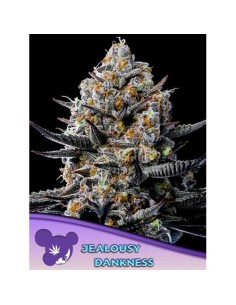 Anesia Seeds Jealousy...