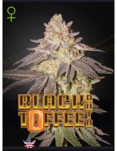Green House Seeds Black Toffee 1 seme: genetica premium, aroma intenso, qualità top per collezionisti.