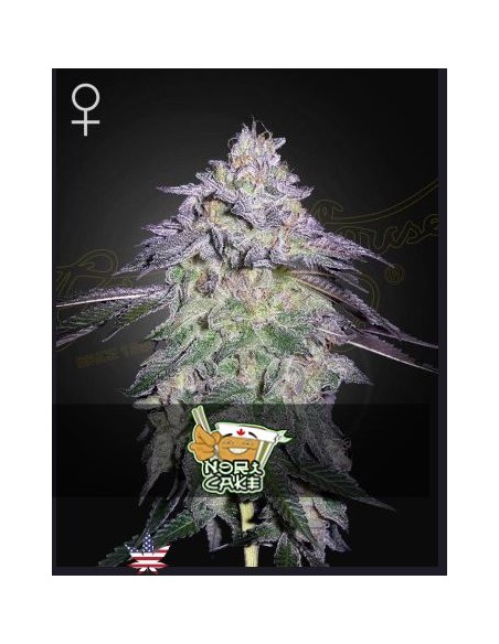 Green House Nori Cake Fem 1 seme: genetica premium, aroma intenso, qualità top per collezionisti.