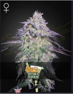 Green House Nori Cake Fem 3 semi: genetica premium, aroma intenso, qualità top per collezionisti.