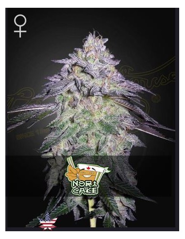 Green House Nori Cake Fem 5 semi: genetica premium, aroma intenso, qualità top per collezionisti.