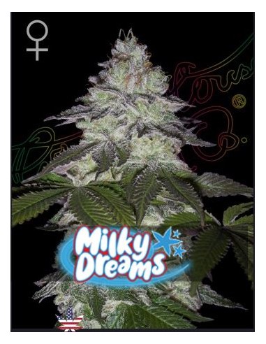 Green House Milky Dreams Fem 1 seme: genetica premium, aroma intenso, qualità top per collezionisti.