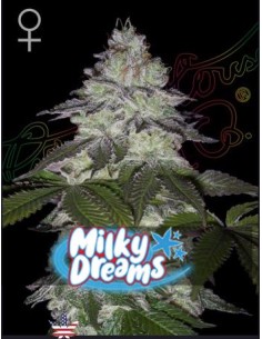 Green House Milky Dreams Fem 10 semi: genetica premium, aroma intenso, qualità top per collezionisti.