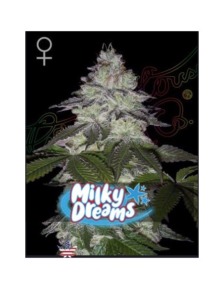 Green House Milky Dreams Fem 10 semi: genetica premium, aroma intenso, qualità top per collezionisti.