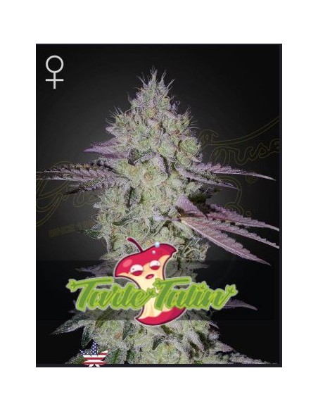 Green House Tarte Tatin Fem 3 semi: genetica premium, aroma intenso, qualità top per collezionisti.