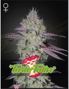 Green House Tarte Tatin Fem 10 semi: genetica premium, aroma intenso, qualità top per collezionisti.