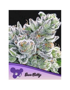 Anesia Seeds Sour Betty...