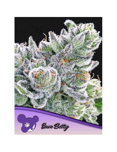 Anesia Seeds Sour Betty Femm 3 Semi