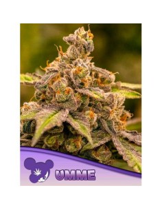 Anesia Seeds Umme Femm 3 Semi