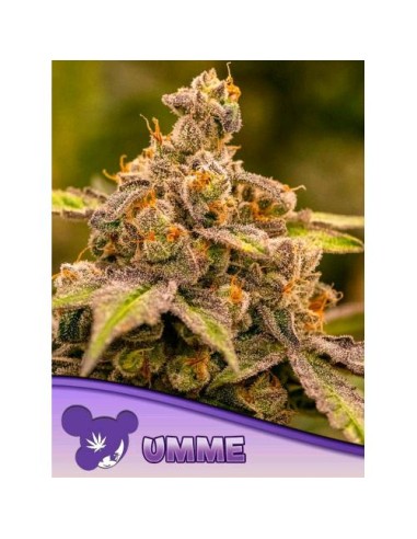 Anesia Seeds Umme Femm 3 Semi