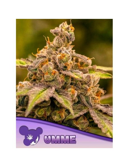 Anesia Seeds Umme Femm 3 Semi