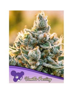 Anesia Seeds Vanilla...